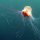 Lion’s Mane Jellyfish (not in Maine)
